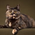 個性派の人懐っこい女子？！ユニークな柄の『サビ猫』の魅力5選！幸運を呼…