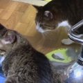 何にでもスリスリしちゃう兄猫くん♡それを見た弟猫くんがとった行動と…