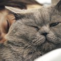 猫が飼い主と一緒に寝たい時にする5つの仕草