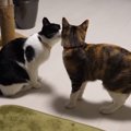 「何がそんなに怖いニャ？」突然の雷！ビビりな猫と全然気にしない猫…