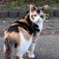 『緊急時』に見失った猫を呼び寄せる5つの秘策！脱走時にも役立つ知識…