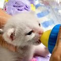 朝５時にお腹が空いて起こしてくる子猫→ミルクをあげた結果…あまりにも尊…