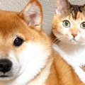 ソファで寄り添う『柴犬と三毛猫』を撮影すると…思わず笑みがこぼれる…