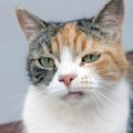 猫が『イライラしている』ときのサイン4つ　怒りを見分けるポイントや対処…