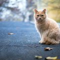 『捨て猫』が増えてしまう理由4つ　防ぐために人間ができること