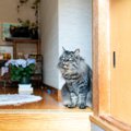 猫が飼い主の帰りを『玄関で待っている』理由4選　考えられる心理や勘付く…