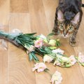 猫が家を荒らす原因と対処法５つ