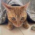 猫をお迎えするときに『事前に準備したいもの』8選　子猫と成猫で違うもの？