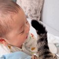 猫がしっぽを使って『赤ちゃん』と遊んだ結果…いつまでも眺めていたい…