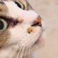 ネコの首あたりを撫でると、『アゴ』が…爆笑必至の『まさかの反応』が78万…
