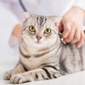 猫が『がん』になる要因6つ　予防するためにできることとは