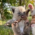 『子だぬきのような保護子猫』を育てた結果…想像していたのと全然違っ…