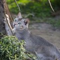 【獣医師監修】セイロンキャットってどんな猫？特徴や性格から飼う前の注…