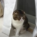 帰ってしまった猫さんを玄関で待ち続ける姿が尊い…♡必死に探すパパ猫…