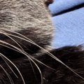 『15歳の猫』と『2歳の猫』の顔を並べてみた結果…まさかの光景に「2歳…