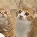ひざ掛けで人間の足を隠してみると、保護子猫たちが……『可愛すぎる様子』…