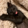 『見ているだけで癒やされる♪』ベロを出して幸せそうに眠る子猫が尊い…