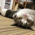 ツンデレ猫に愛されたい…♡猫にスリスリしてもらう4つの方法