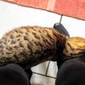 猫があなたの『足元でうろうろ』まとわりつくときの心理4選　無視して…