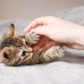 猫を『衝動飼い』すると起こりうるトラブル5つ　慎重に考えるべき理由や飼…