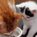 先輩猫のご飯を見守る『パヤパヤ子猫』→７年後……とんでもなく尊いビフ…