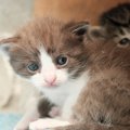 「母猫からの最後の贈りもの」亡くなる直前に、赤ちゃん猫を安全な場…