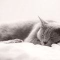 愛猫と自分の快眠のために…猫を『寝かしつける』ためのアイデア3選