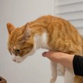 テーブルに乗ろうとした猫→注意したら……思わず笑った『予想外の姿勢』が2…