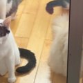 窓辺に大集合して外をじっと見つめるネコたち→『視線の先』には……微笑…