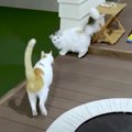 いったい何があった！？やたらと追いかけられてタジタジの後輩猫ちゃん