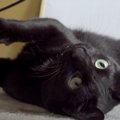 ハンター出動！こたつ卒業でテンションマックスの黒猫ちゃん