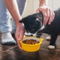 シニア猫が『ご飯を食べたがらない』ときに疑われる原因3つ　見逃せないサ…