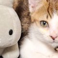 ぬいぐるみサイズだった子猫が、3か月後…心温まる『成長ビフォーアフター…