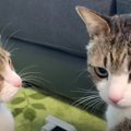 ハプニング！いつもは穏やかな弟猫くんが兄猫くんに激怒！？