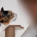 久しぶりに家にやってきた母→猫たちと『再会』した結果…微笑ましい光…