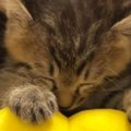膝の上に乗って『ぬいぐるみで遊んでいた子猫』→眠気に襲われて…尊すぎる…