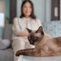 猫が不快に感じる『機嫌の取り方』3つ　嫌われてしまう理由や上手な接し方…