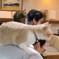 温泉旅館で自由に過ごす猫→夜の時間になると、スタッフさんたちが…爆…