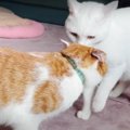 猫ちゃんの可愛すぎるスリスリ対決♡