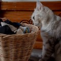 「下着を盗られたお宅はありませんか？」泥棒猫の盗品をお返ししたい…