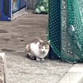みかんの汁を舐めていた『空腹でゴミ置き場をさまよう猫』が保護された結…