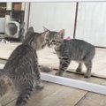 子猫が初めて鏡をみた結果…まさかの『やんのか』してしまう姿が面白い…