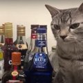 いらっしゃいませ！猫ちゃんのカクテルBARがオープン♪