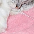 仲良く一緒に眠る『2匹の猫』→よく見たら…「幸せをありがとうｗ」とんでも…