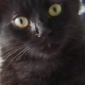 『真っ黒の猫になるだろうな』と思っていたら…成長後→予想もしていなかっ…