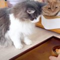 飼い主さんが鮭ご飯を食べていると...猫ちゃんたちの"圧"が…