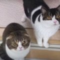 雷の音にイカ耳＆目が点！びっくり顔の猫くん