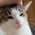 隣にやってきた猫の頭を妹が撫でてあげると…わずか20秒後の『まさかの光景…