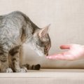 猫に『怪しい人』と思われてしまう人の特徴4選　警戒される理由や安心して…