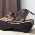 猫に部屋を散らかされない『爪とぎの素材』4つ　カスが出にくい種類や選び…